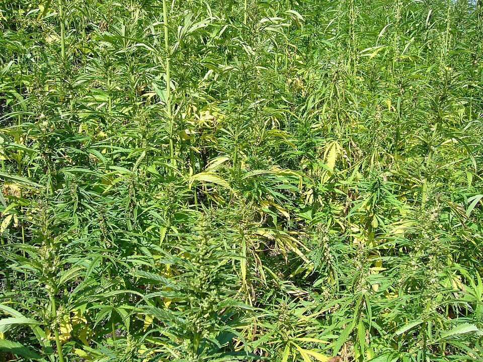 Cannabis plants growing in a field