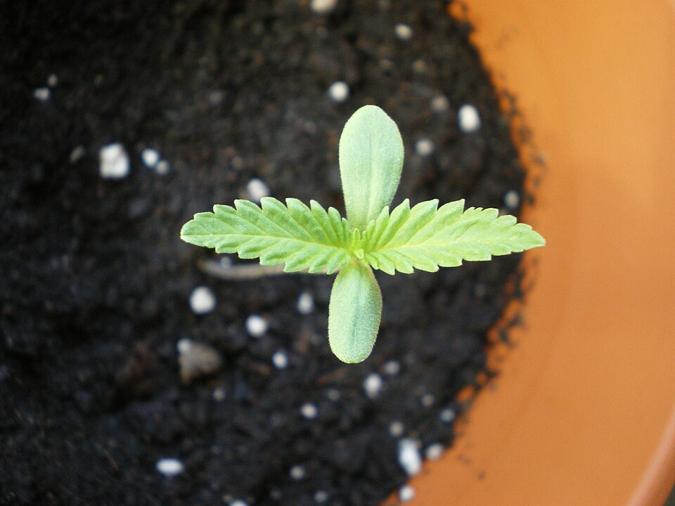Young cannabis seedling in soil