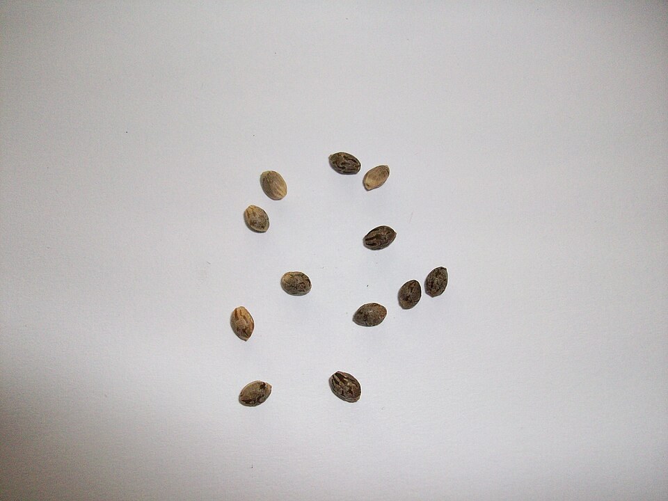Cannabis seeds