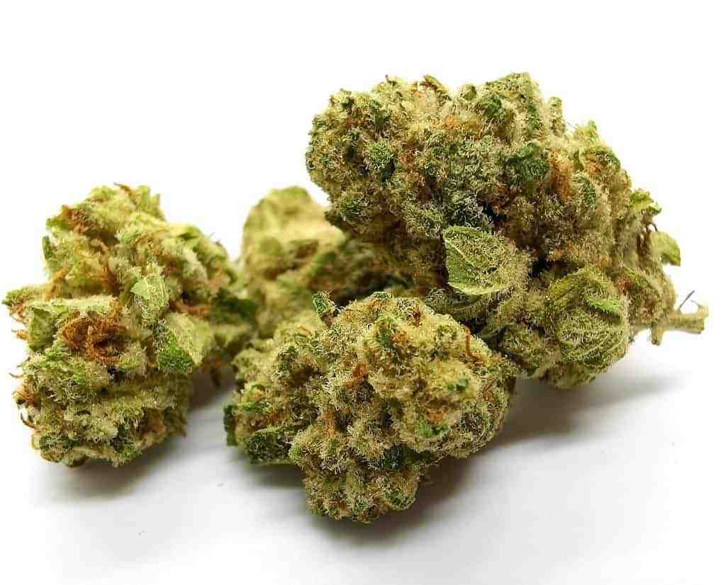 Tsunami Strain Review (cannabis picture