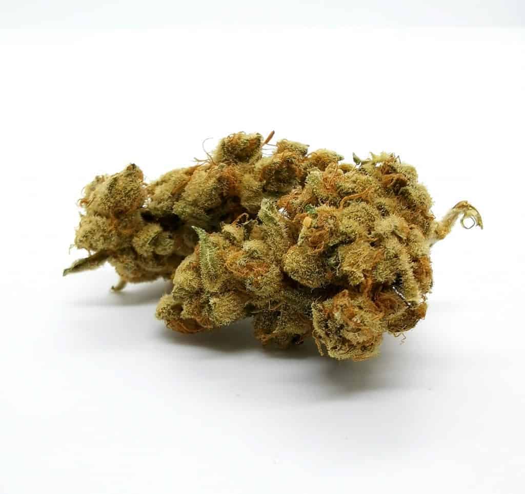 Galiano strain review, picture of cannabis.