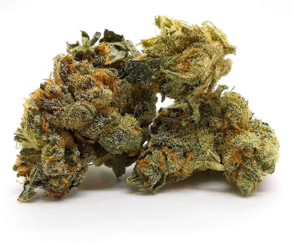 Durga Mata 2 strain review, picture of cannabis