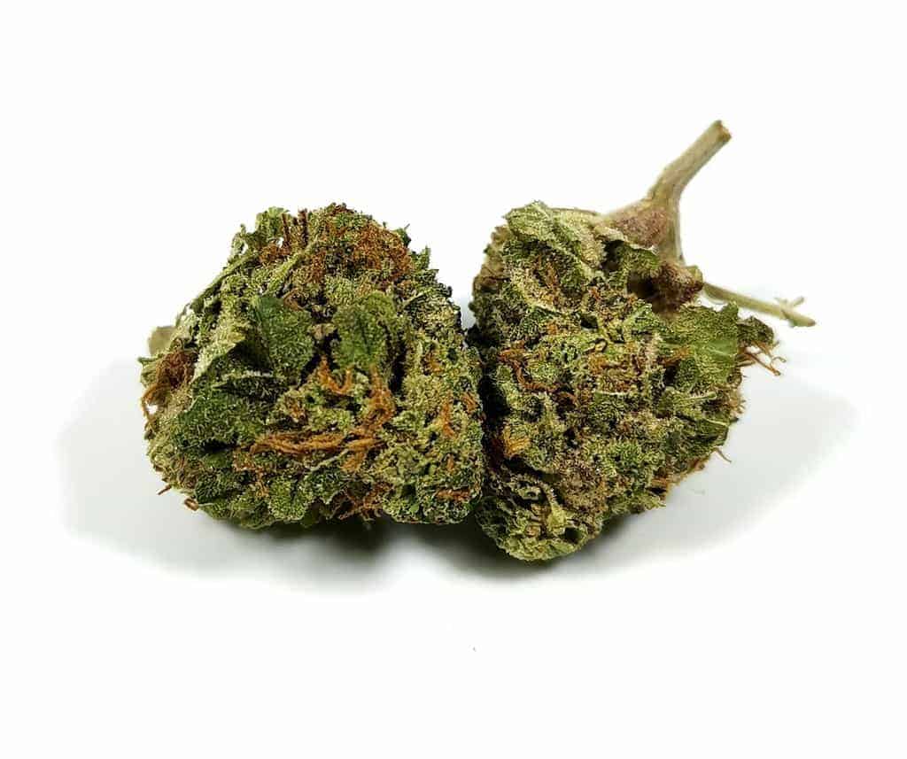 subway scientist strain review picture of cannabis