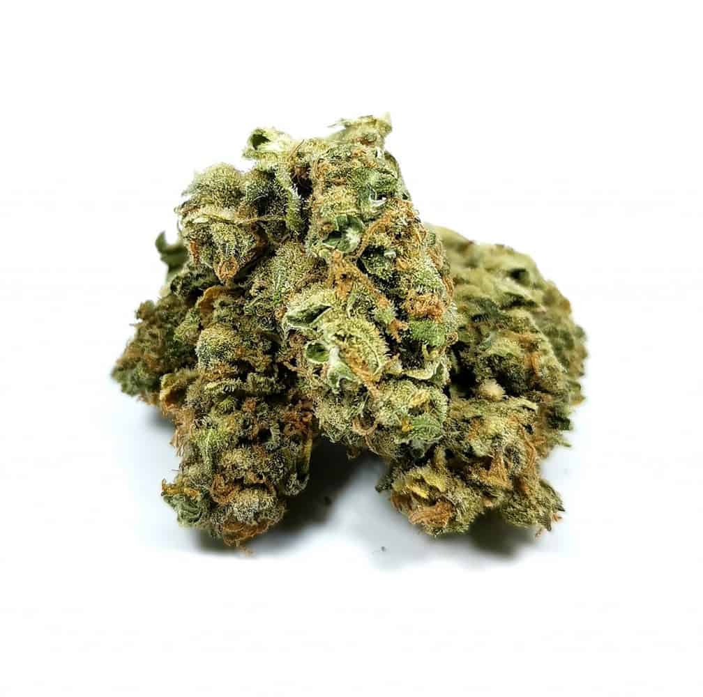 white russian strain review (picture of cannabis)