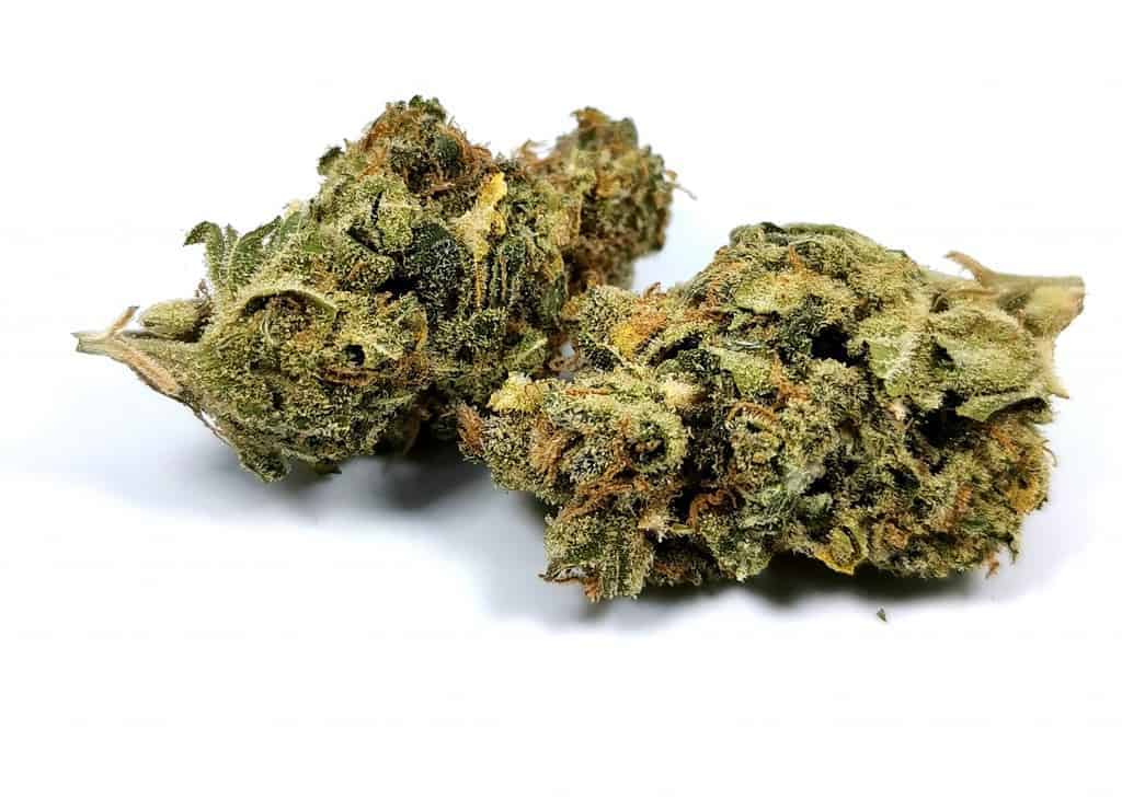 White russian strain review (picture of cannabis)