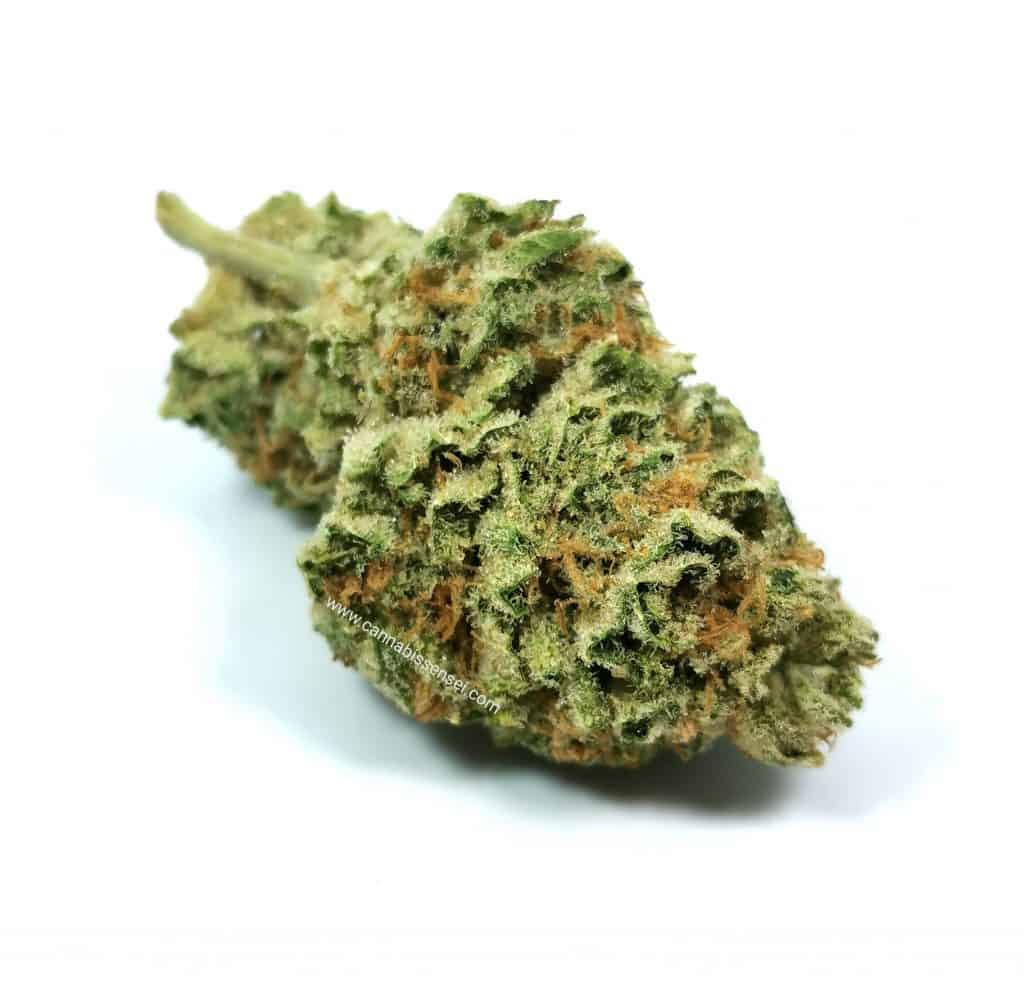 Lemon Garlic OG strain review, picture of cannabis