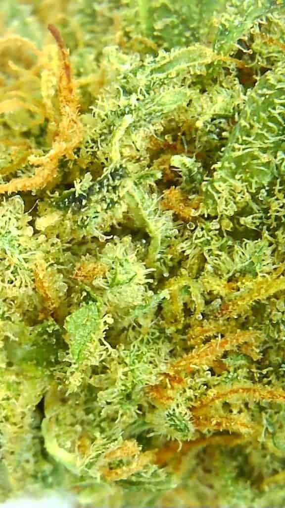 rockstar kush strain reivew microscopic picture