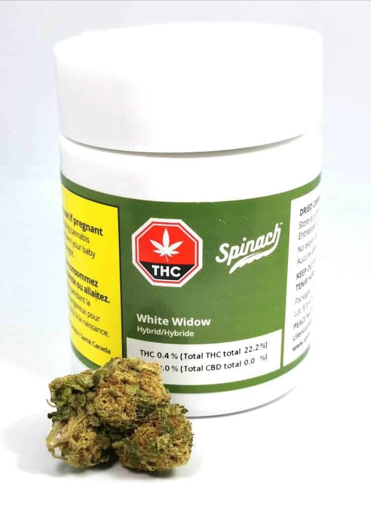 white widow strain review spinach picture 
