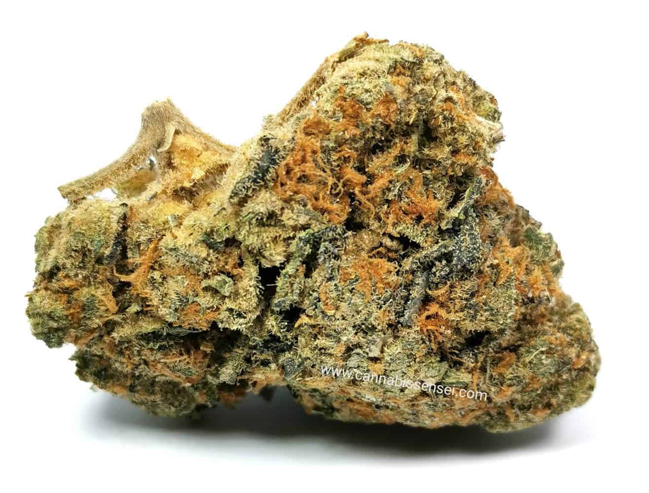 grapefrui GG4 strain review, pictur of cannabis