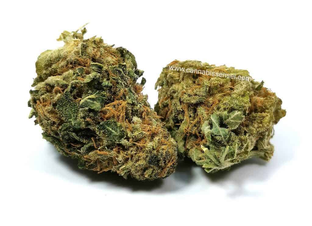 rockstar kush strain review picture of cannabis