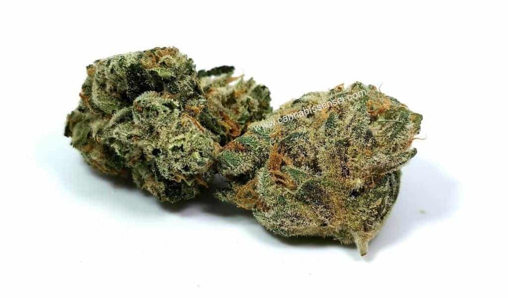 chemdog strain review, picture of cannabis