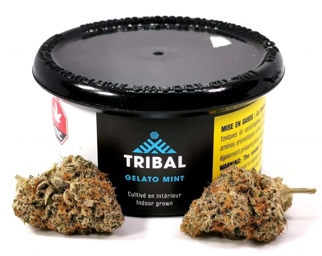 gelato mint review picture of container and cannabis