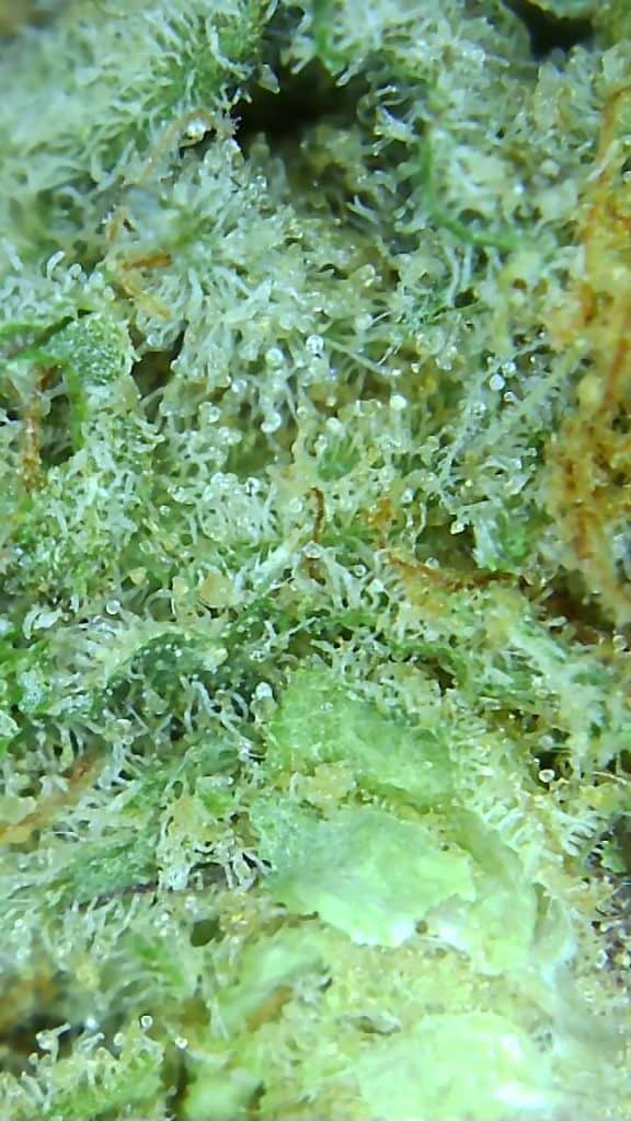 Karma by Dunn Cannabis micro pic
