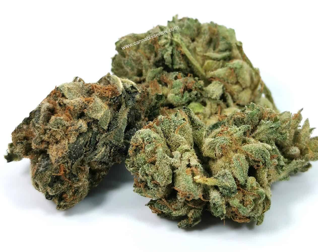 BC Sweet Skunk (Pure Laine Cannabis) picture of cannabis
