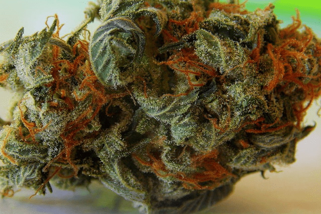 animal face strain bud up close