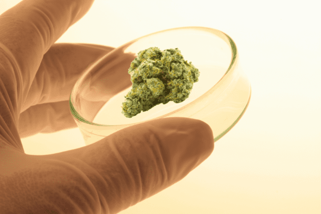billy's pheno strain on a petri dish