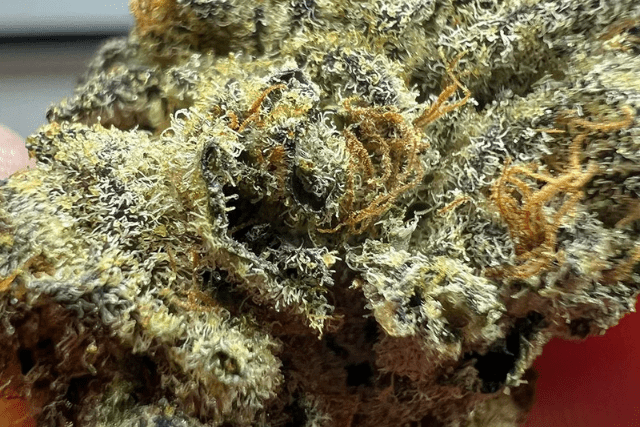 33 Splitter - nug on a close up shot
