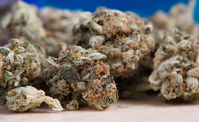 biscotti cake strain up close