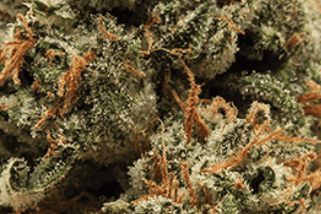 OG Brulee close up shot