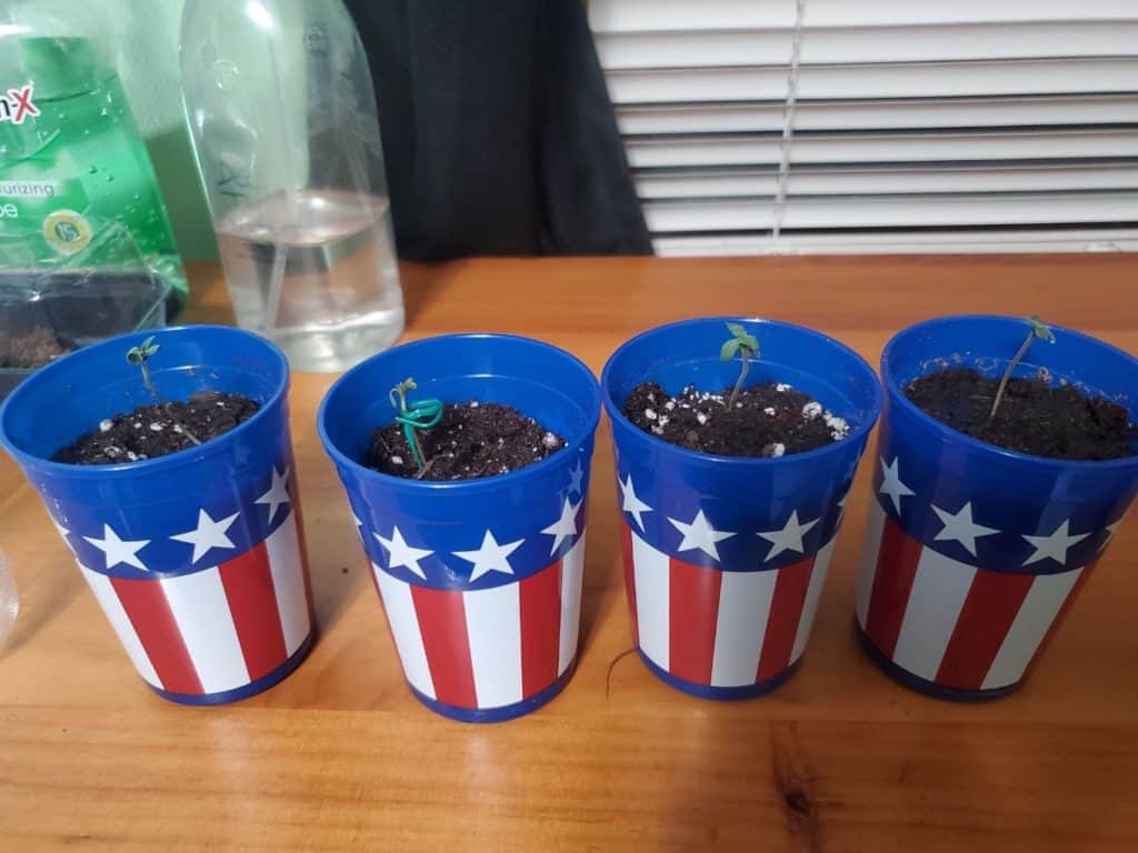 aurora indica seedlings in cups