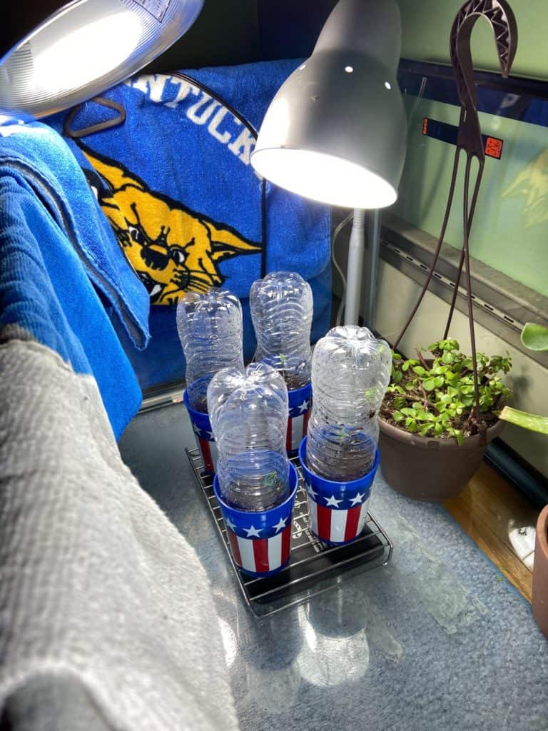 aurora seedlings in cups with water bottles as humidity domes