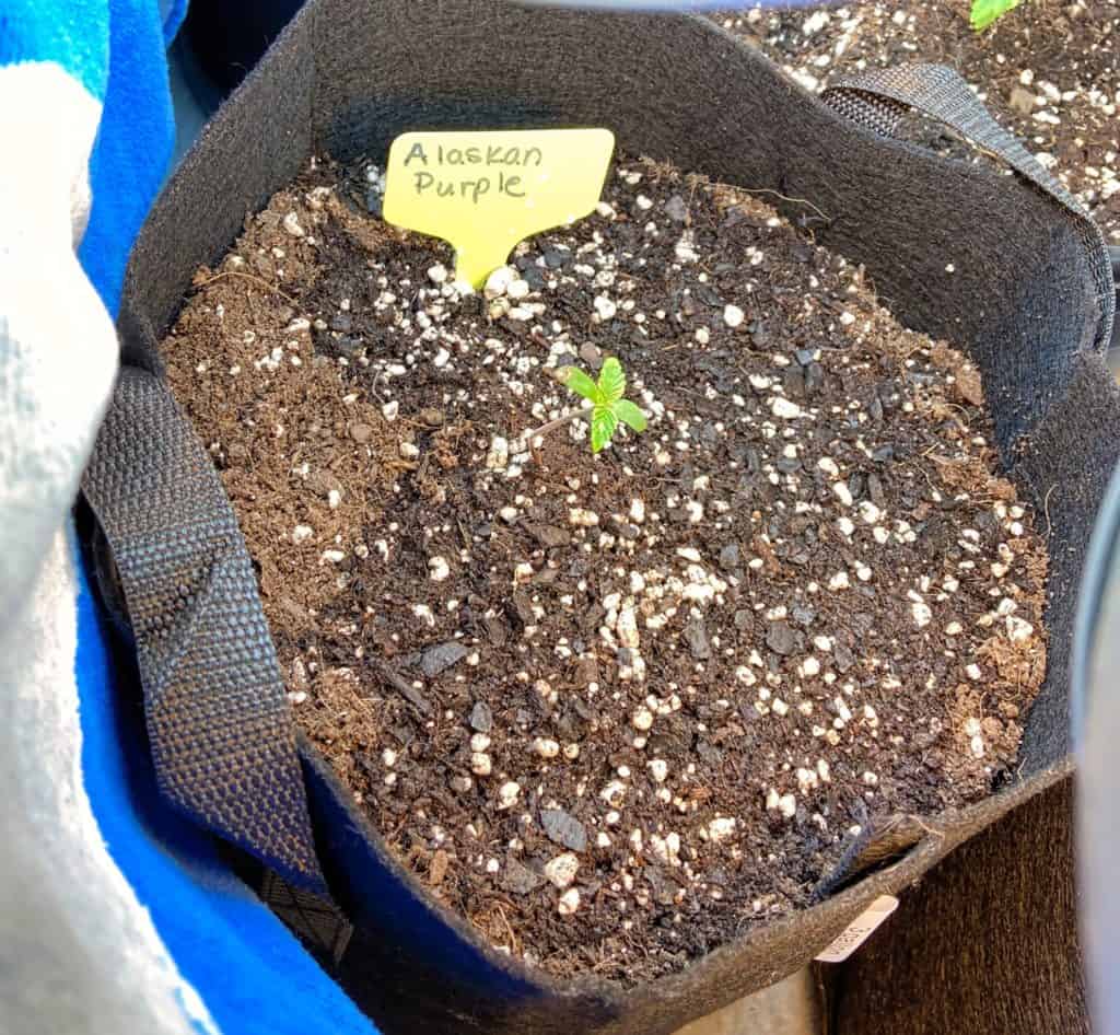 alaskan purple seedling in soil
