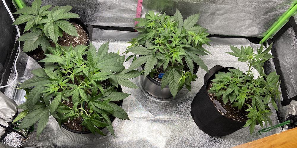 4 growing cannabis plants in grow tent