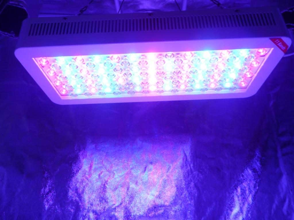 Advanced PlatinumLED grow light setup