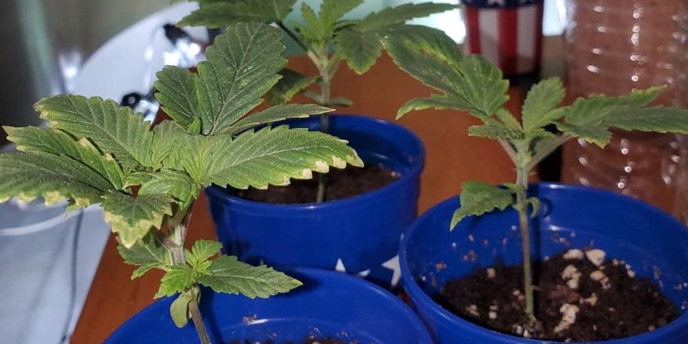 week 2 grow featured image