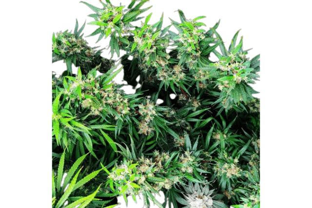 Godzilla Glue #4