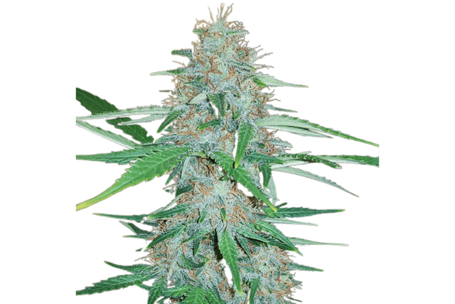 White Widow