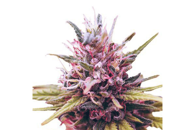 Zkittlez