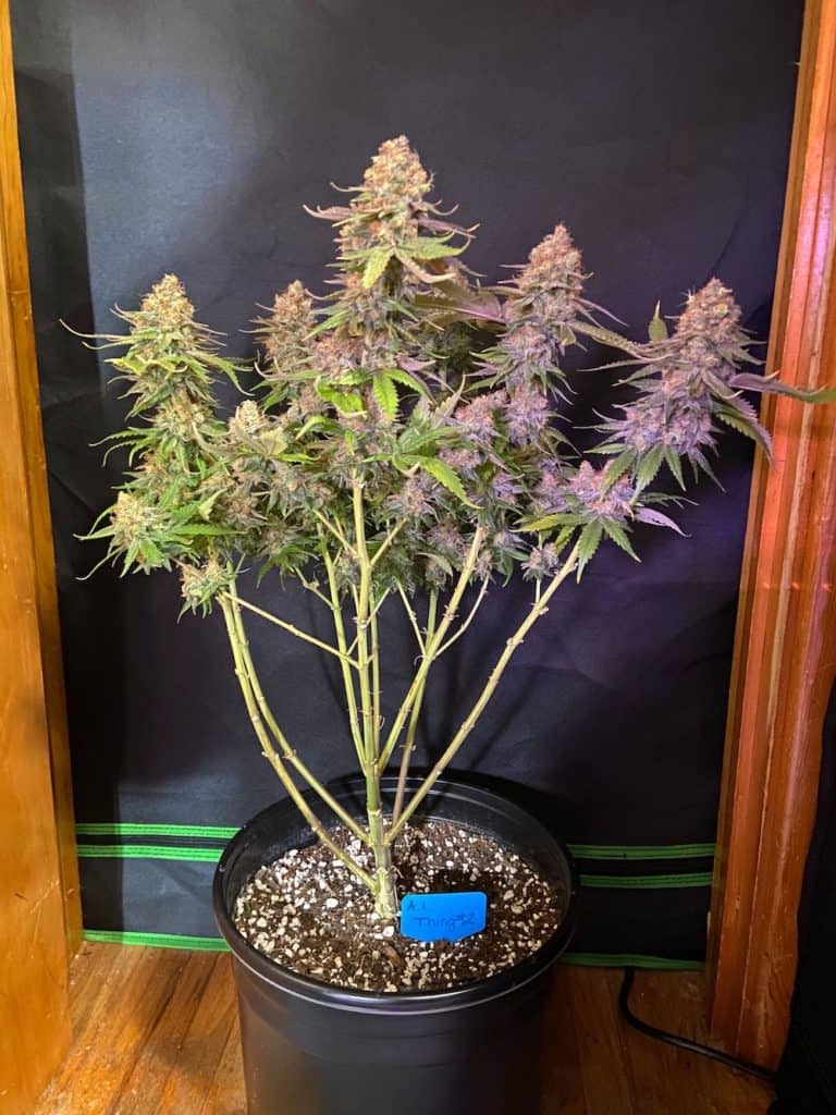 aurora indica mature cannabis plant ready to harvest