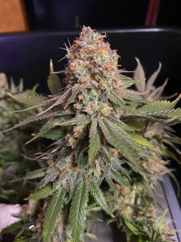 aurora indica mature cannabis buds close-up