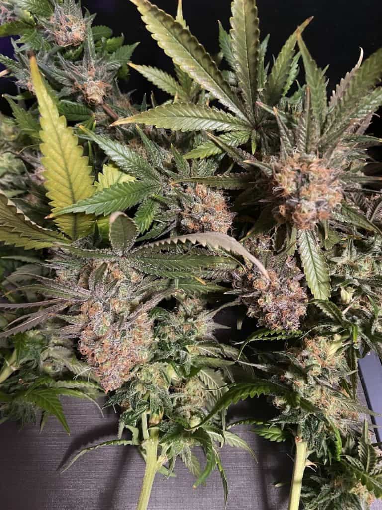 aurora indica mature cannabis plants from above