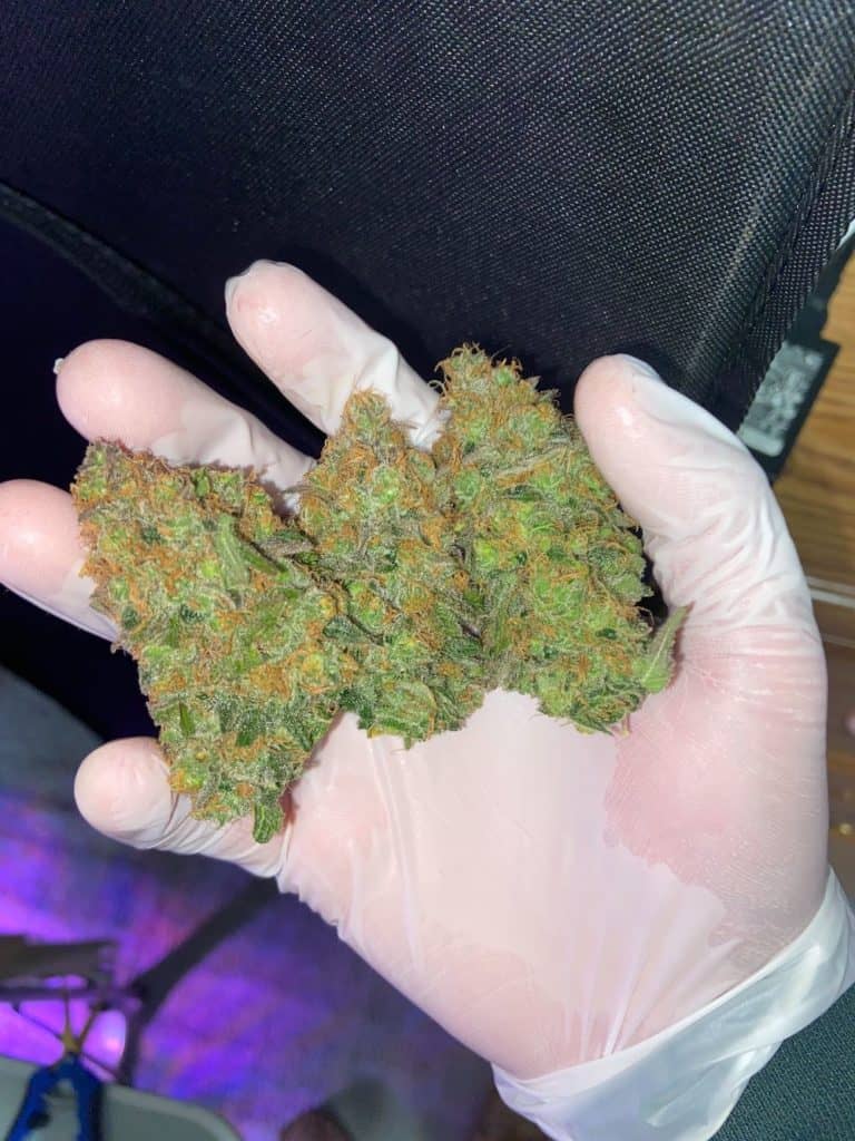 aurora indica harvested buds