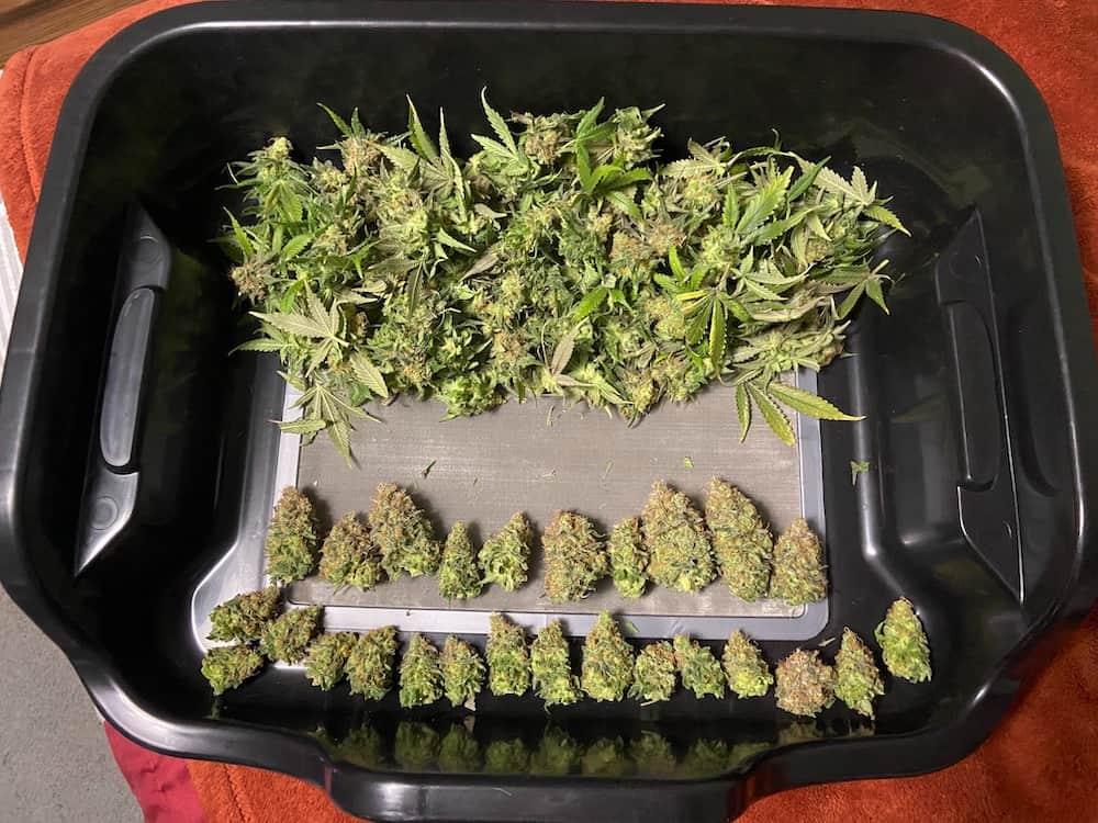aurora indica harvested and trimmed buds in container
