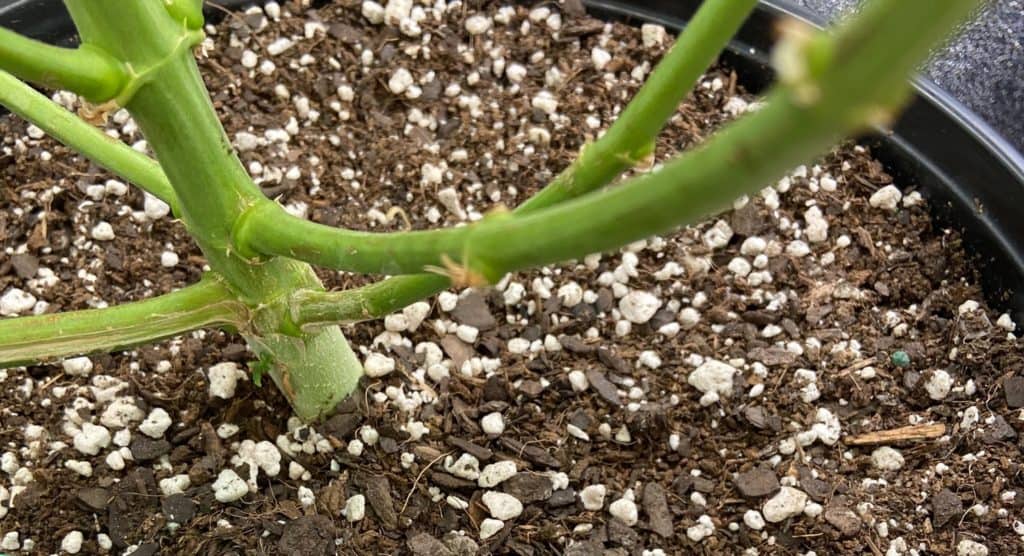 base of marijuana plant with closeup view of the soil and growing medium