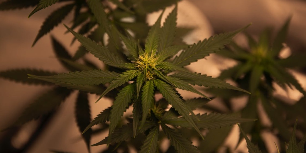 flowering bud