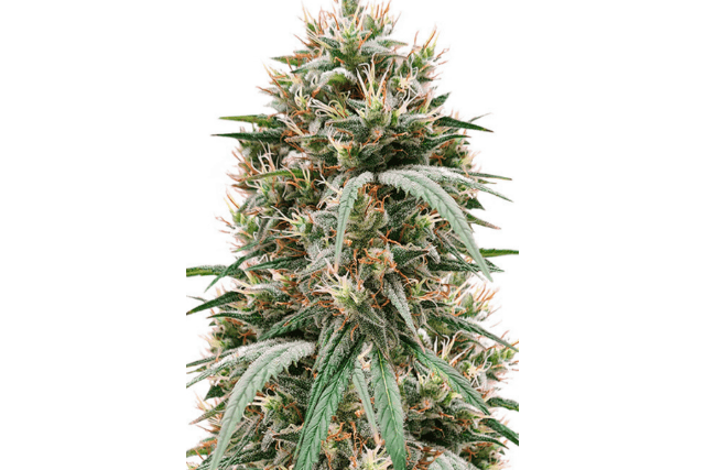 blueberry hill