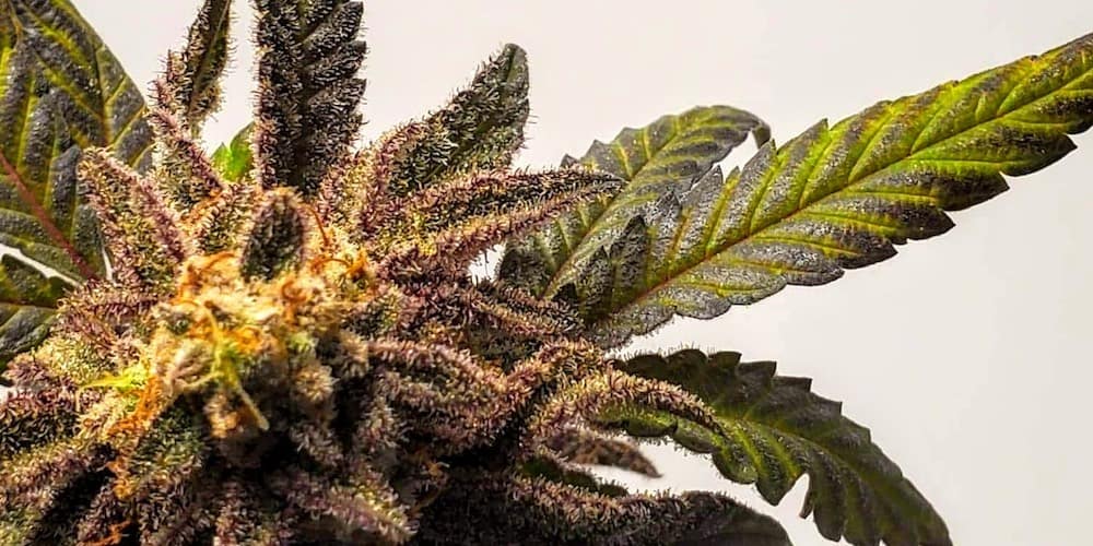 cannabis bud microgrow harvest