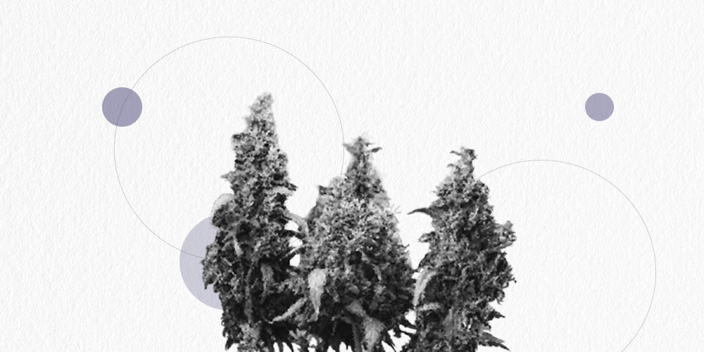 cannabis buds growing
