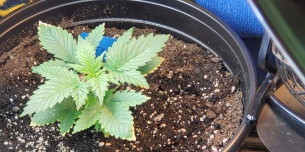cannabis seedling in pot close-up