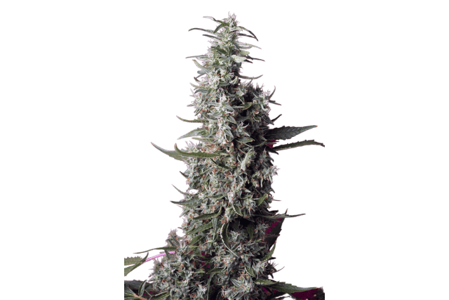 cherry pie