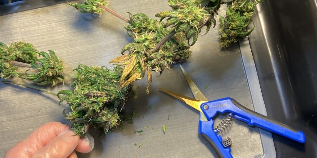 clipping and taking clones of harvested marijuana plants