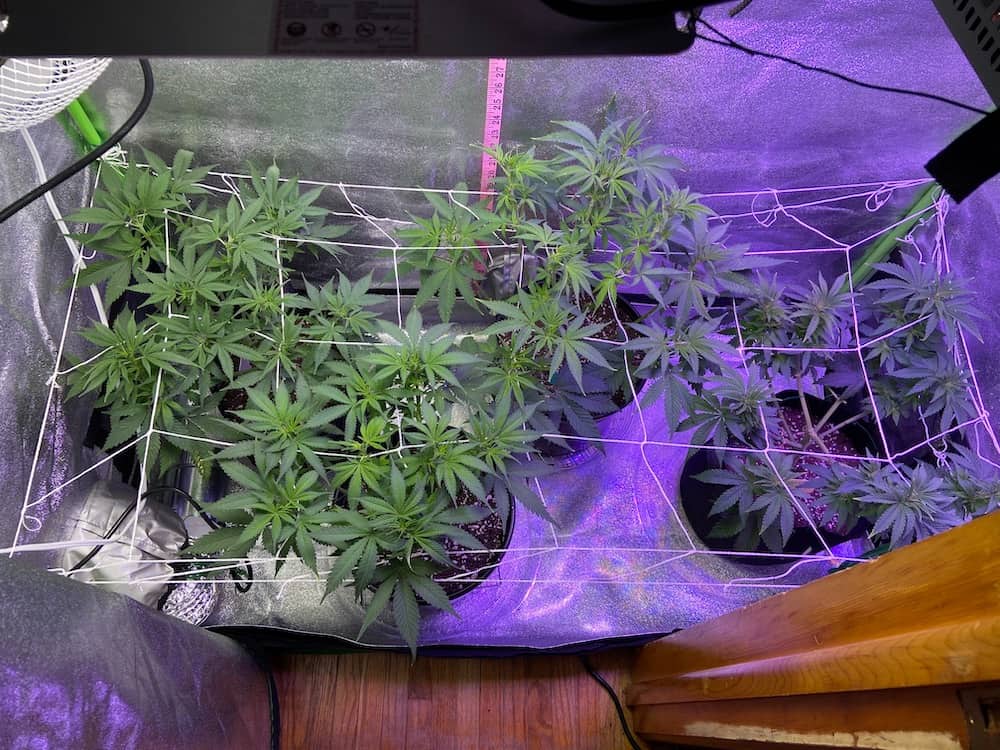 day 55 grow tent setup