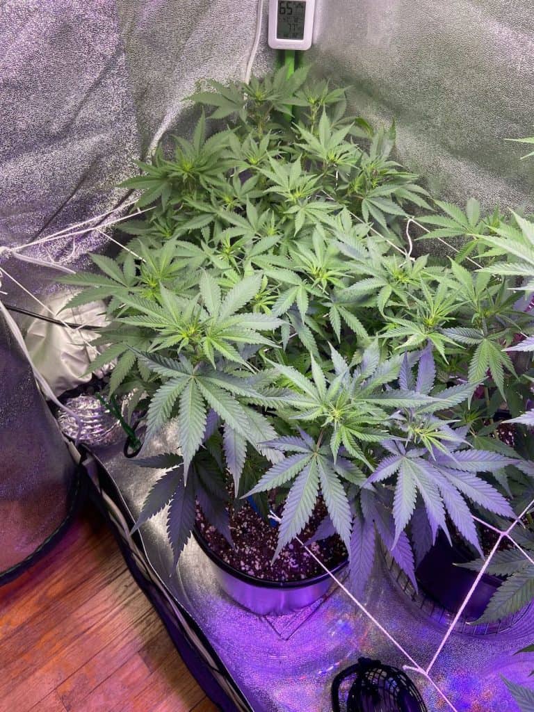 day 59 grow progress