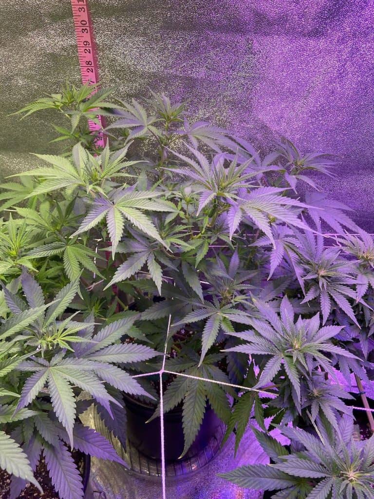 day 59 grow progress showing leaves growing above net