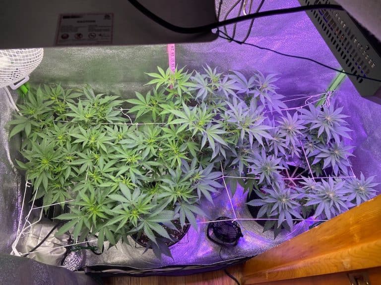 day 59 uneven canopy from above