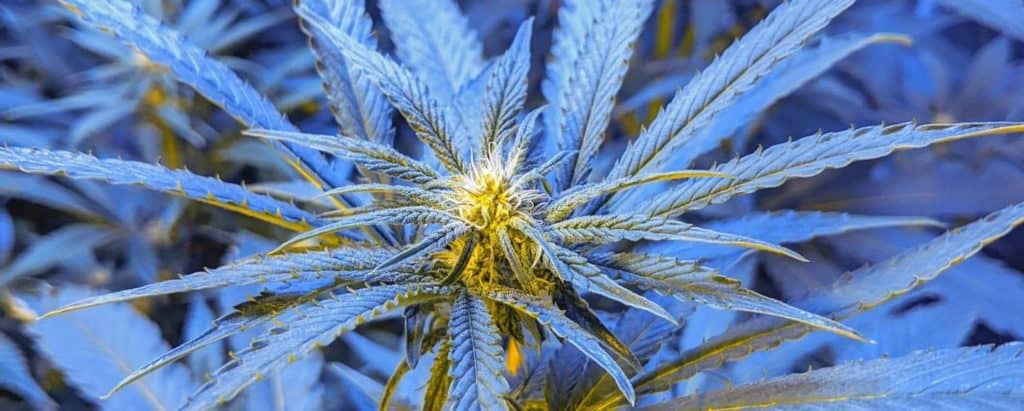 close-up of marijuana plant in flowering stage